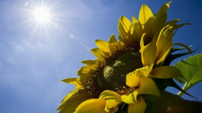 sonnenblume