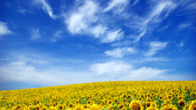 Feld mit Sonnenblumen