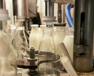 Production laitière