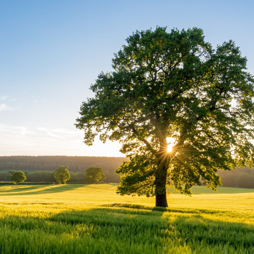 Baum beim Sonnenaufgang